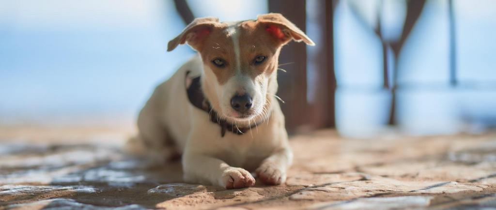 Lieve Jack Russell Terrier reu zoekt teefje - dekreu, Parvo, België, Particulier, Reu