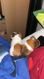 Cavia's, Dieren en Toebehoren, Knaagdieren, Cavia, November, Meerdere dieren, Tam