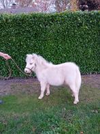 Shetlander hengstveulen, Dieren en Toebehoren, Paarden en Pony's | Dekhengsten en Fokmerries, Hengst