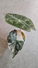 Alocasia Pink Dragon albo/pink Variegata, Ophalen of Verzenden, Halfschaduw, Minder dan 100 cm