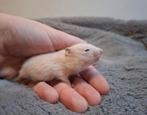 Bram Syrische hamster, Dieren en Toebehoren, Knaagdieren, Hamster, Mannelijk, December, Tam
