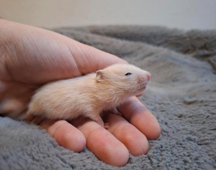 Bram Syrische hamster, Dieren en Toebehoren, Knaagdieren, Mannelijk, Hamster, December, Tam