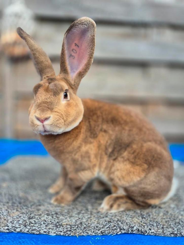 rex konijn ram, Dieren en Toebehoren, Konijnen, Mannelijk