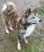 Japanse akita brindle, 15 weken tot 1 jaar, CDV (hondenziekte), Teef, Poolhond