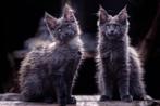 Mainecoon vrouwtje, Poes, Gechipt, 0 tot 2 jaar