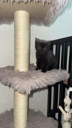 Britse korthaar kittens, Dieren en Toebehoren, Katten en Kittens | Raskatten | Korthaar, Poes, Ontwormd, 0 tot 2 jaar