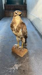 Opgezette buizerd - taxidermie, Verzamelen, Ophalen, Zo goed als nieuw, Vogel, Opgezet dier