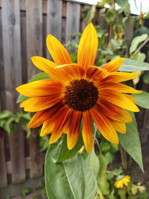 Zonnebloem Avondzon, Tuin en Terras, Bloembollen en Zaden, Ophalen of Verzenden