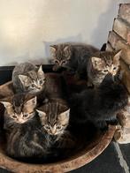 Britse korthaar kruising kittens, Meerdere dieren, Kortharig, 0 tot 2 jaar
