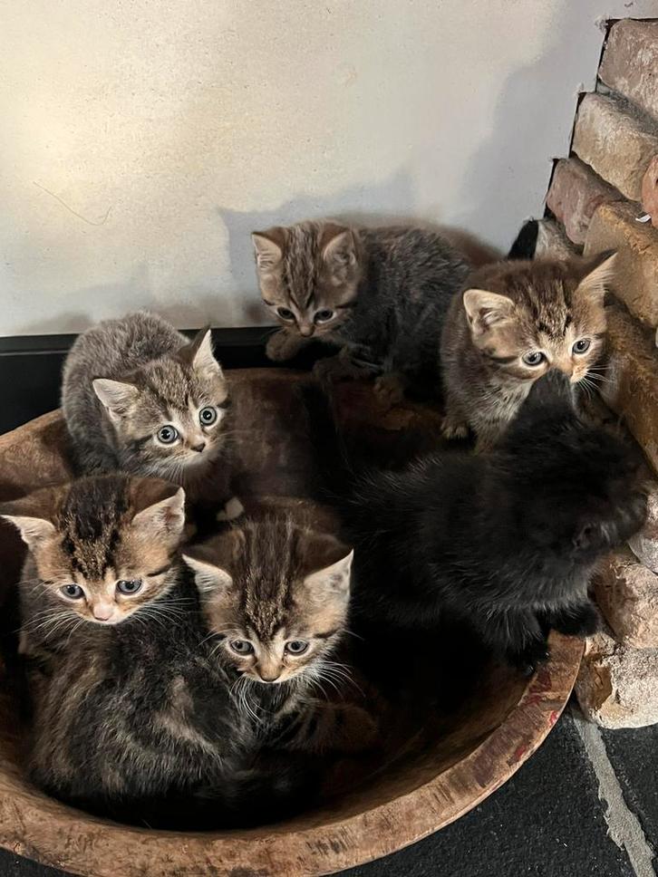 Britse korthaar kruising kittens, Dieren en Toebehoren, Katten en Kittens | Overige Katten, Kortharig, Meerdere dieren, 0 tot 2 jaar