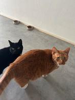 Liefdevol huis gezocht voor onze kat & poes!, Dieren en Toebehoren, Katten en Kittens | Overige Katten, Poes