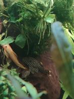 Tropische vissen te koop, Dieren en Toebehoren, Vissen | Aquariumvissen, Vis