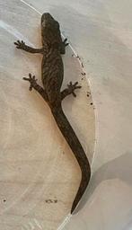 0.2 Eurydactylodes vieillardi, Dieren en Toebehoren, Hagedis, 0 tot 2 jaar