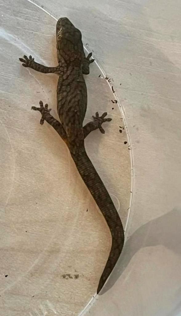 0.2 Eurydactylodes vieillardi, Dieren en Toebehoren, Reptielen en Amfibieën, Hagedis, 0 tot 2 jaar