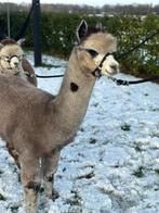 Alpaca wandel/toekomstige dekhengst, Juni, Mannelijk