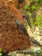 Ancistrus algeneter baby's, Dieren en Toebehoren, Vis