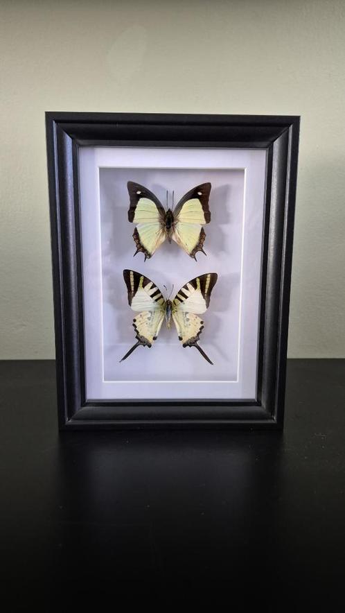 Duo vlinders in lijst | Opgezette vlinders, Verzamelen, Dierenverzamelingen, Nieuw, Opgezet dier, Insect, Ophalen of Verzenden