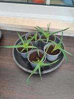 Aloe vera met bloem, Overige soorten, Minder dan 100 cm, Halfschaduw, Ophalen
