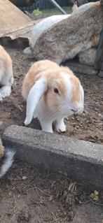 Jonge hangoor konijnen., Dieren en Toebehoren, Konijnen, Meerdere dieren, Hangoor