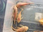 Ancistrus Yellow Black eye "L144" Kweekgroep, Dieren en Toebehoren, Vis, Zoetwatervis