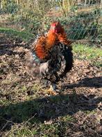 brahma groot krulveer haan, Dieren en Toebehoren, Mannelijk, Kip