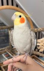 Papegaaien trainen, tam maken, zie alle foto’s, Dieren en Toebehoren, Meerdere dieren, Papegaai, Tam