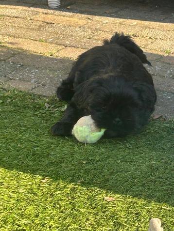 Shih Tzu puppy  beschikbaar voor biedingen