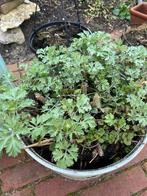 Bijvoet “artemisia” kluit tuinplant, Tuin en Terras, Kruiden, Zomer, Vaste plant, Ophalen of Verzenden
