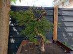 Acer / Japanse Esdoorn - zoekt nieuw liefdevol thuis!, Tuin en Terras, Planten | Bomen, Ophalen, Bloeit niet, Halfschaduw, Overige soorten