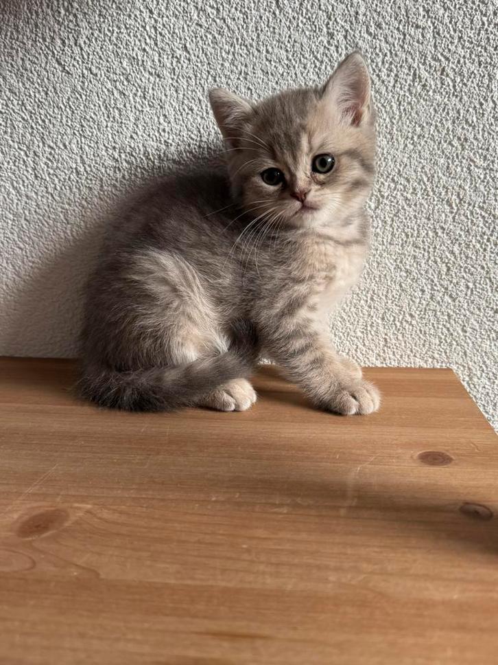 Britsekort haar kitten, Dieren en Toebehoren, Katten en Kittens | Raskatten | Korthaar, Meerdere dieren, Ontwormd