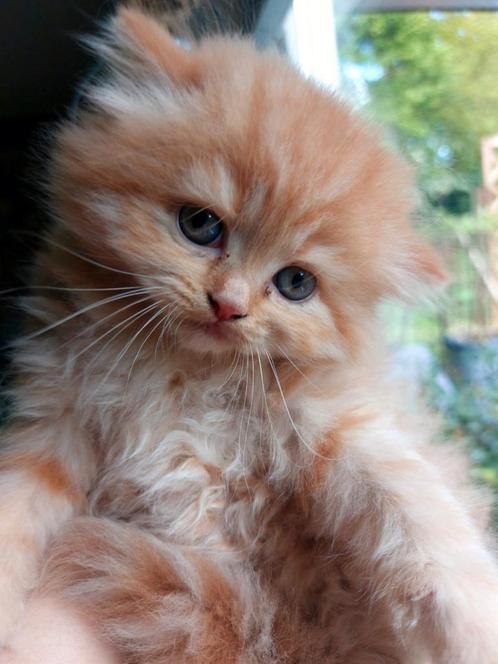 Schattige perzische katers, Dieren en Toebehoren, Katten en Kittens | Raskatten | Langhaar, Kater