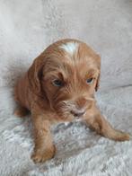 ❤️️Prachtige middenslag poedel pups️❤️, Dieren en Toebehoren, Honden | Beagles, Bassets en Lopende honden, Rabiës (hondsdolheid)
