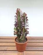 Euphorbia trigona Rubra | Ø14cm H45cm, Cactus, Minder dan 100 cm, Ophalen of Verzenden, Groene kamerplant