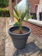 Palm met grote bloembak van 60 cm, 100 tot 250 cm, Palmboom, Ophalen, Volle zon
