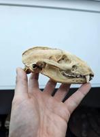 Ijstijd das schedel fossiel, Ophalen of Verzenden, Fossiel