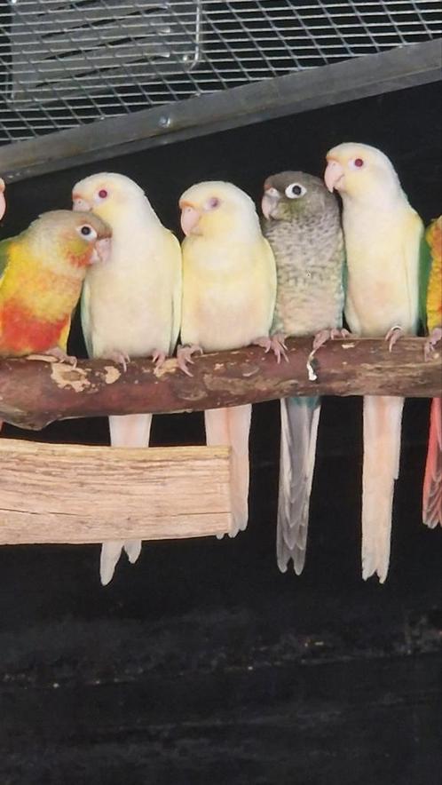 Pyrrhura Molinea Mutaties, Dieren en Toebehoren, Vogels | Parkieten en Papegaaien, Parkiet, Meerdere dieren