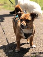 LIEFDEVOL KLEIN MEISJE SARAH AL IN NL ZOEKT HAAR MATCH, 6 jaar of ouder, Particulier, Buitenland, Teef