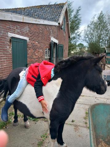 Paardrijlessen voor beginners beschikbaar voor biedingen