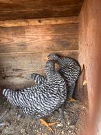 Amrock Kriel Kuikens Hanen Gratis, Dieren en Toebehoren, Pluimvee, Mannelijk, Kip