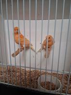 Mooi koppel Oranje kanaries met kuif, Dieren en Toebehoren, Meerdere dieren, Kleurkanarie