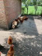 Legkippen, Dieren en Toebehoren, Vrouwelijk, Kip