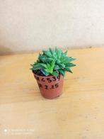 Haworthia potmaat 5.5 nummer C539, Huis en Inrichting, Ophalen of Verzenden, Halfschaduw, Minder dan 100 cm