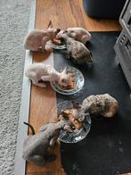 Nog 3 Prachtige Devon Rex X Sphynx kittens beschikbaar, Dieren en Toebehoren, Katten en Kittens | Raskatten | Korthaar, Meerdere dieren
