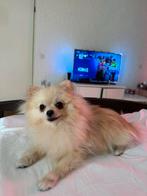 Pomeranian, Dieren en Toebehoren, Parvo, 15 weken tot 1 jaar, Teef, Eén hond