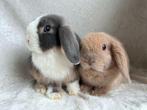 Mega mooi lief handtam koppeltje MINILOP konijntjes, Dieren en Toebehoren, Konijnen, Meerdere dieren, Klein, Hangoor, 0 tot 2 jaar