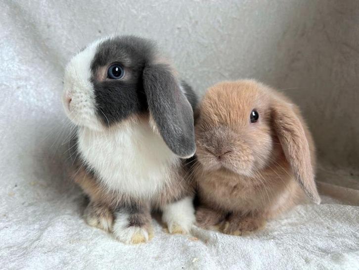 Mega mooi lief handtam koppeltje MINILOP konijntjes, Dieren en Toebehoren, Konijnen, Klein, Meerdere dieren, 0 tot 2 jaar, Hangoor