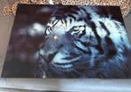 Glas schilderij tijger 120cm x 80cm nieuw!!, Ophalen, Nieuw, Schilderij, 75 cm of meer