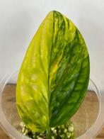 Monstera Karsentianum “Peru” Variegata Stek #2, Huis en Inrichting, Kamerplanten, Ophalen of Verzenden, Overige soorten, Minder dan 100 cm