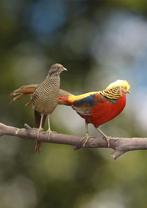 Goudfazanten | Koppels sierlijke kraagfazanten, Dieren en Toebehoren, Pluimvee, Meerdere dieren, Overige soorten