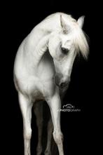 Ter lease aangeboden voor 2 vaste dagen per week, Dieren en Toebehoren, Stalling en Weidegang